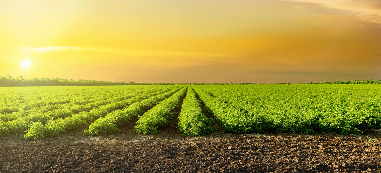 Field of crops.