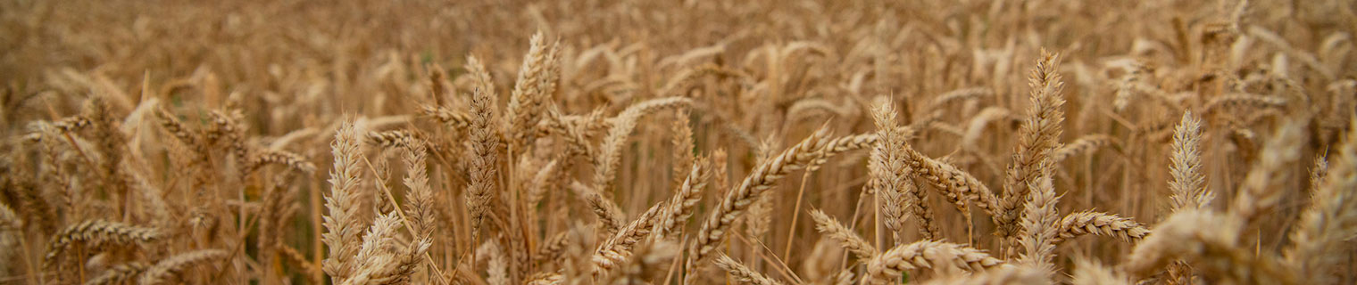 Wheat field